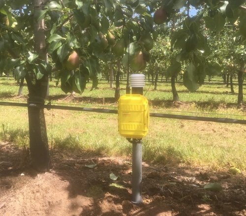 FieldGuard Station in pear cultivation